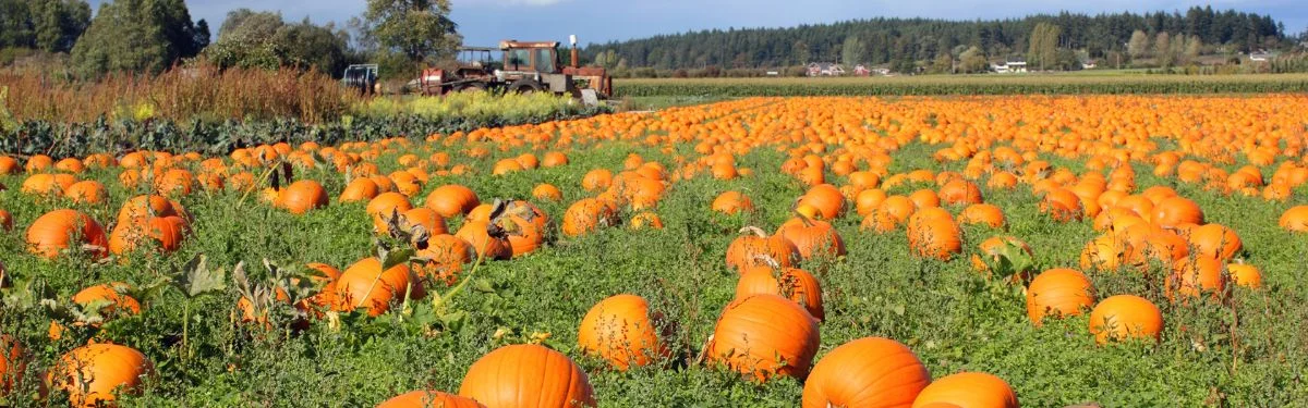 Pumpkin Patches in Fishersville VA