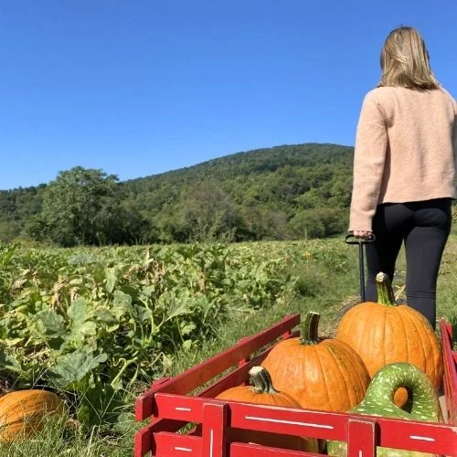 Chiles Orchard Pumpkin Patch